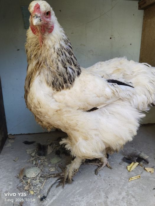 Brama tovuqlar 170000 soʻm