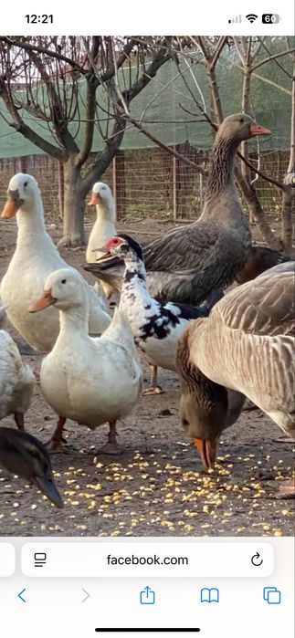 Rate gaste si gaini de casa