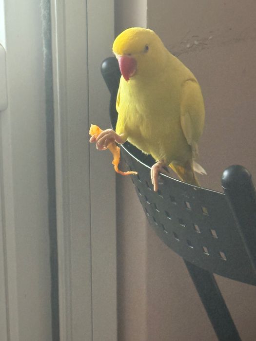 Papagal micul Alexander