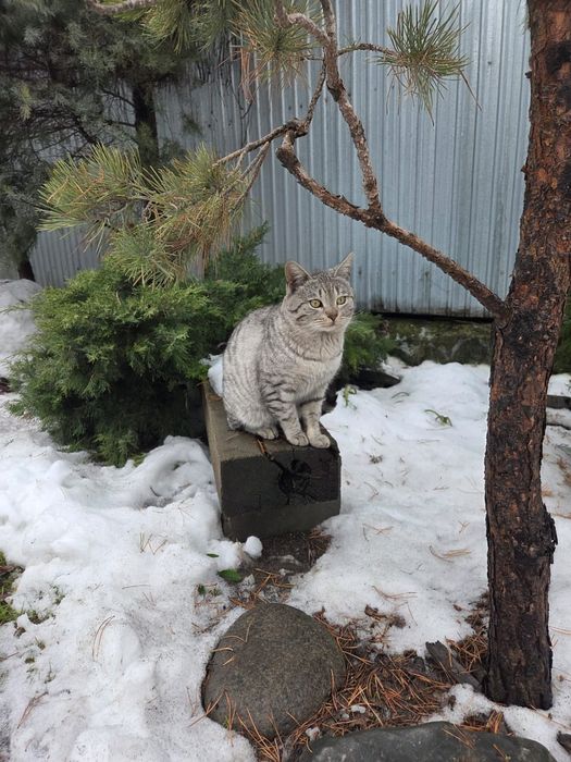 Кот ищет любящий дом