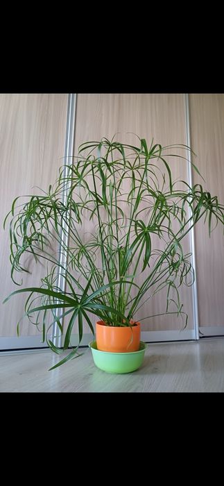 Циперус комнатное растение