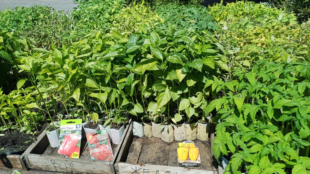 Продам рассаду цветов и овощей.
