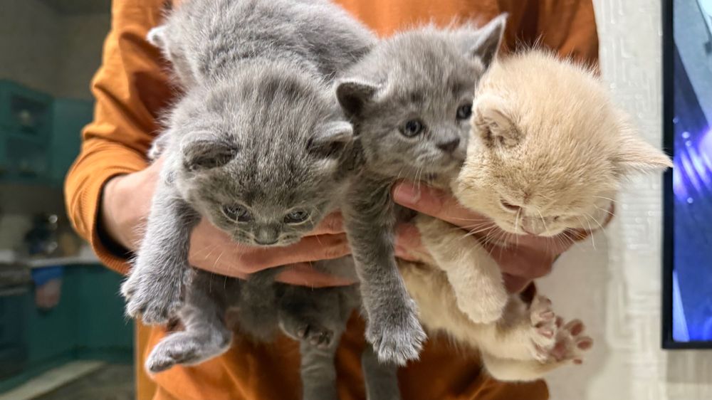 Британский скотш волд