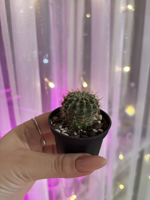 Кактусята разные