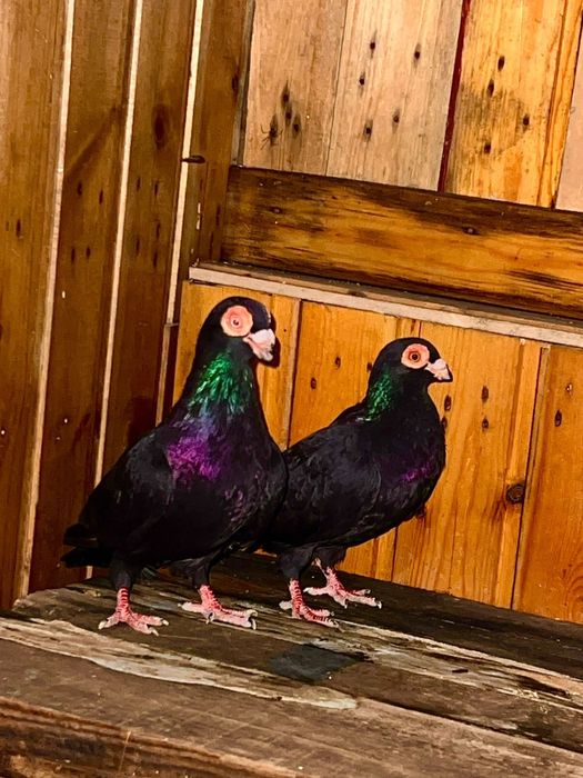 Продам голубе индианы