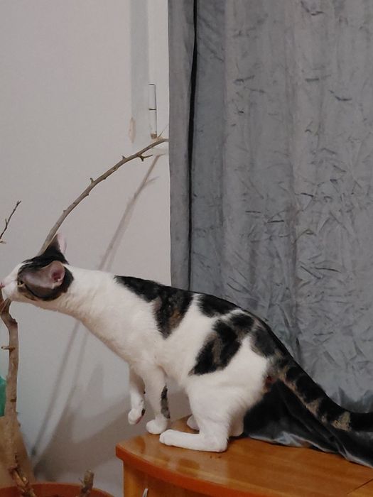 Donez motan salvat de pe strada