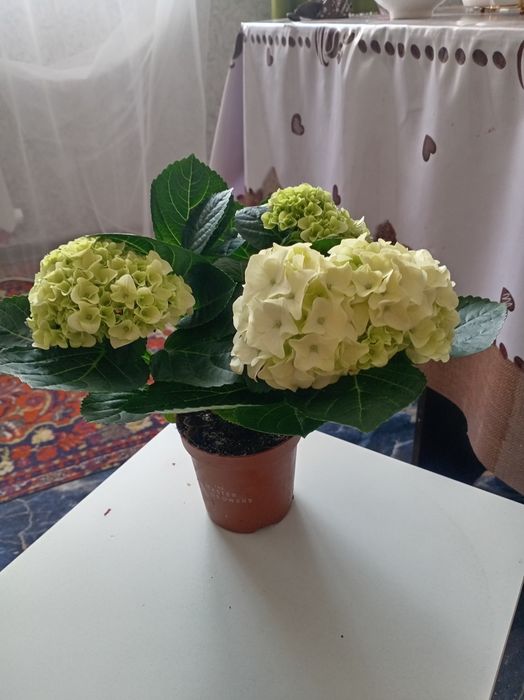 Продам комнатный растения