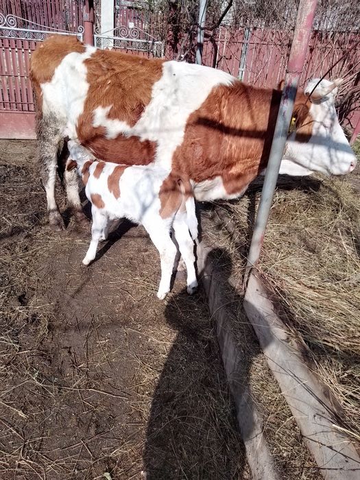 Vaci din rasa bălțata românească de vanzare