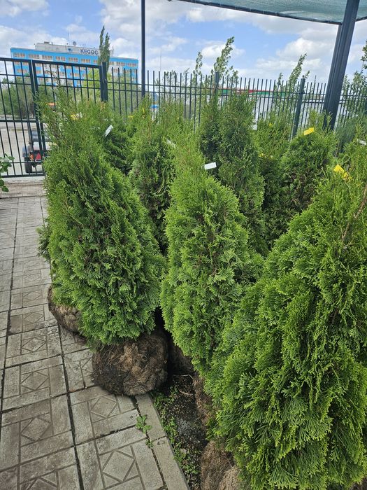 Туи (туя) в отличном качестве