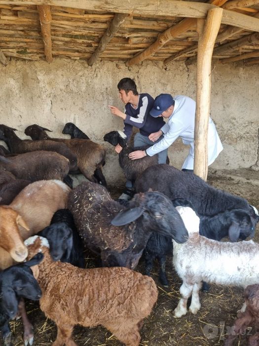 Veterinariya Xizmati tez qulay  SAMARQAND  PASTARGʻOM ,  HAZORA ,  SHA