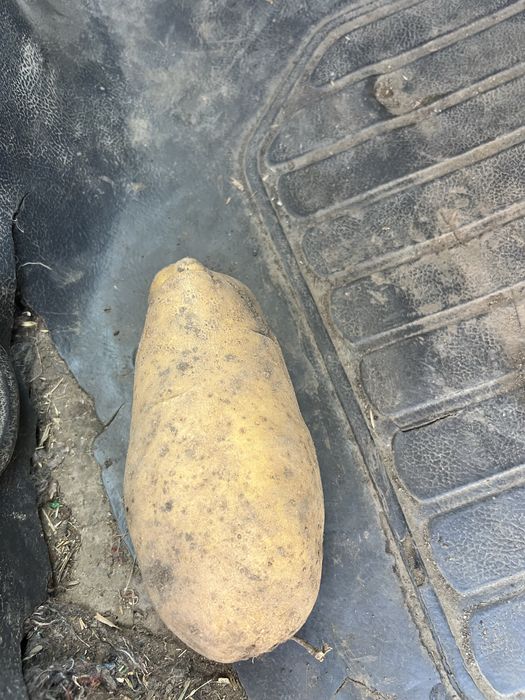 Cartofi mari pentru mancare bio