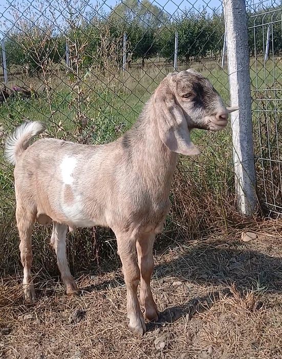 Vand sau Schimb capra Anglo nubiana, tapisor Anglo Nubian si capra Sannen cu 2 iezi !!!