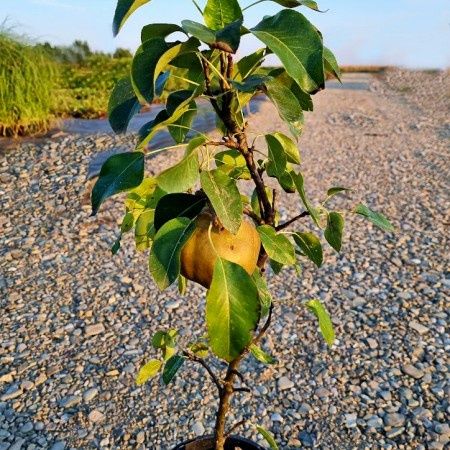 Pomi Fructiferi Pitici Dwarf (Păr )