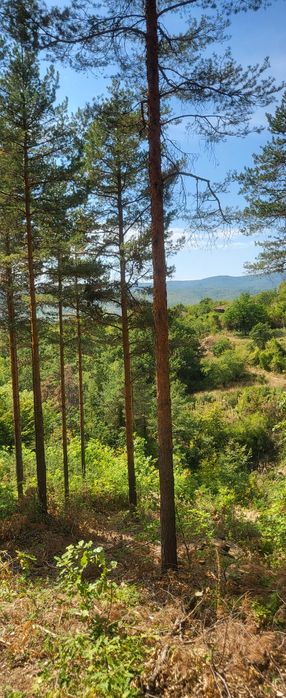 Парцел в регулация с. ОЧУША Софийска област