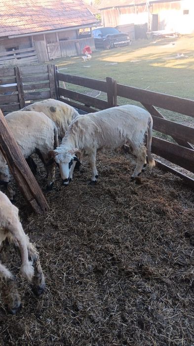 Disponibili 5 berbecuți buni de sacrificat
