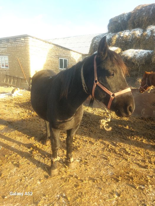 Кобылы продаются дойные ручные