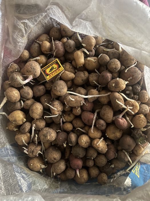 Картофель семенной мешок 7000т.т