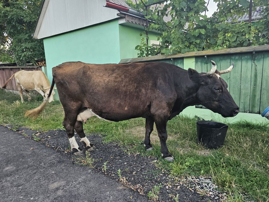 Vaca gestanta in a 9 luna