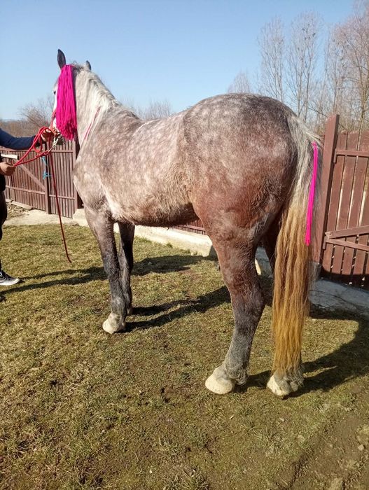 Iapa si manza de vanzare