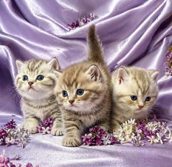 Шотландские котята Скоттиш-страйт