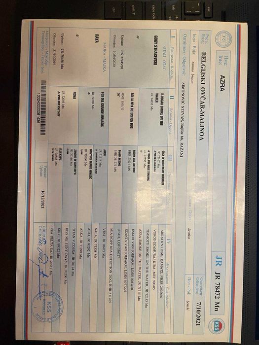 МАЛИНОА - белгийска овчарка