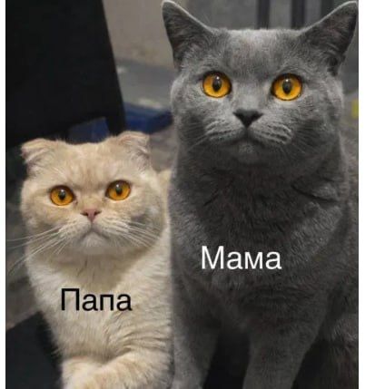 Кошка Скотиш Фолд