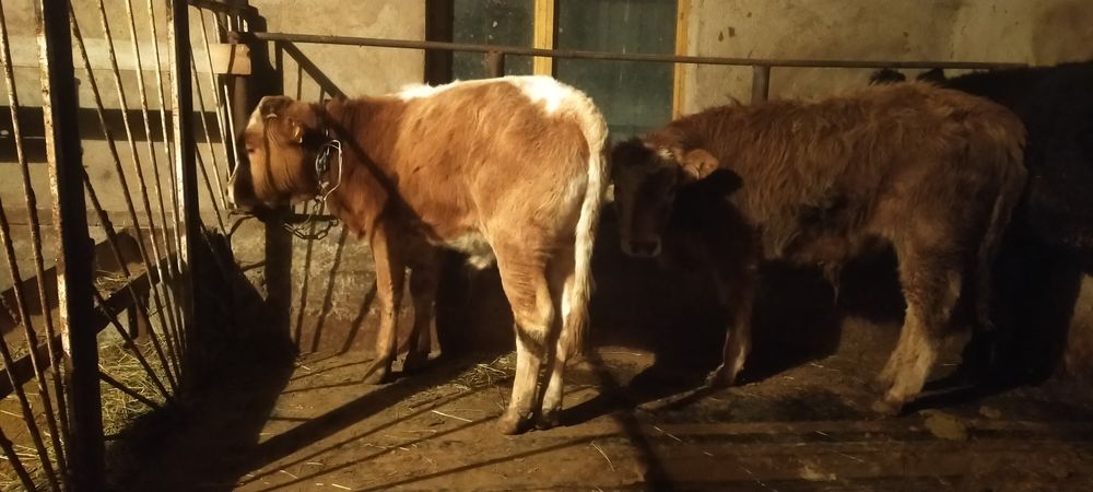 Продам двух бычков по 9 месецев им