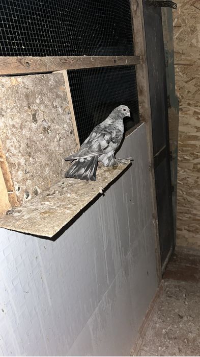 Продам голубей звоните