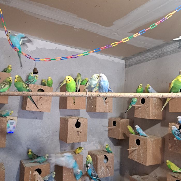 Папагали вълнисти