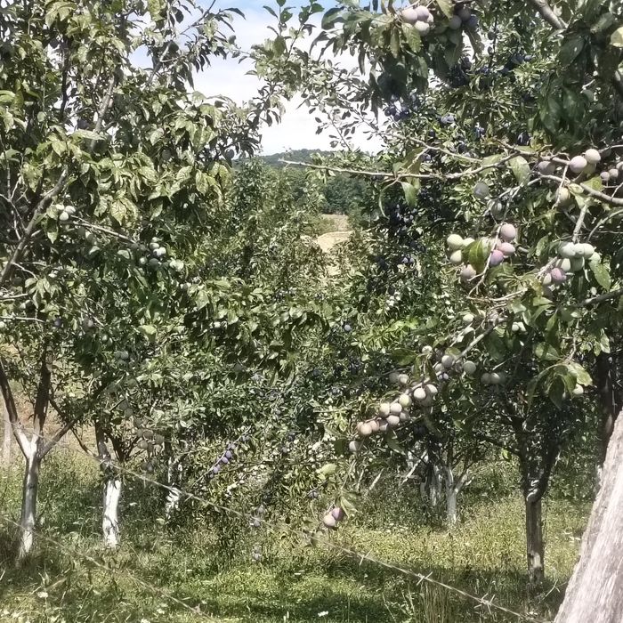 Prune de vanzare