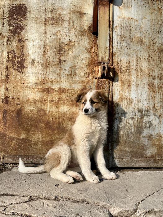 Милые и добрые щеночки