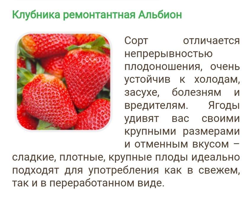Клубника чистая рассада