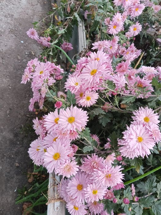 Продаю луковицы лилий