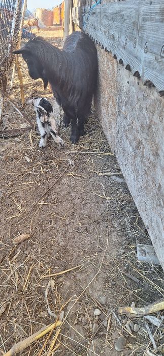 Vand capre anglo si carpatine