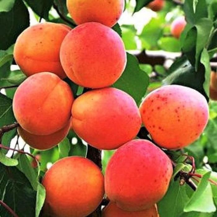 Cais carmela ( carmela )