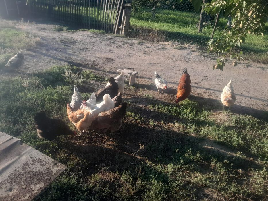 Продам кур по 2500