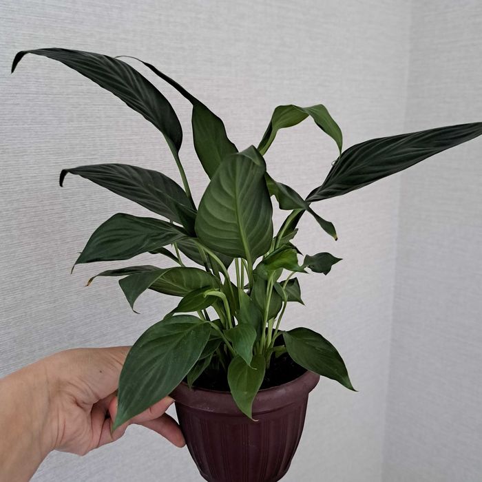 Спатифилиум женская счастье