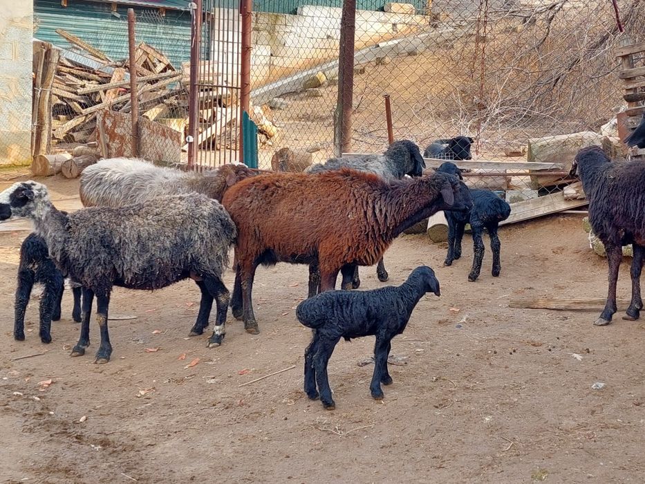 Жас ірі денелі қозылы қойлар сатылады