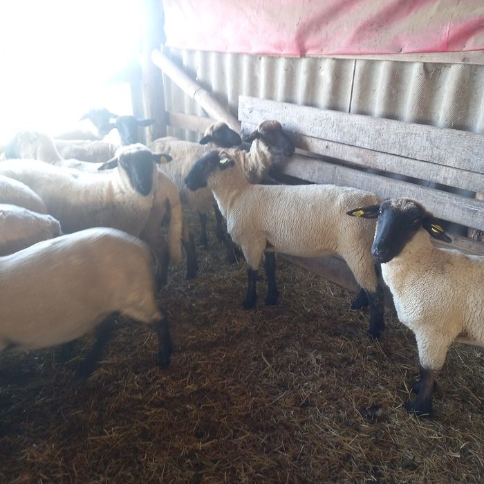 Oi sufolk si mégis tinere si gestante