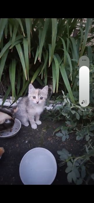 Котята в добрые руки!