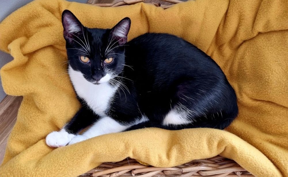 Търси осиновители