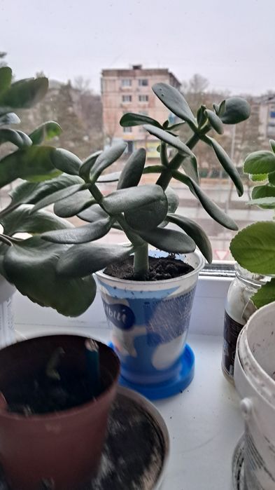 Продаётся комнатные цветы