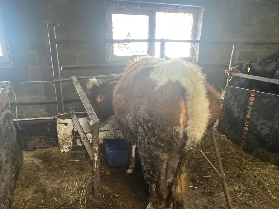 Ұрғашы қашар 1 жылдық