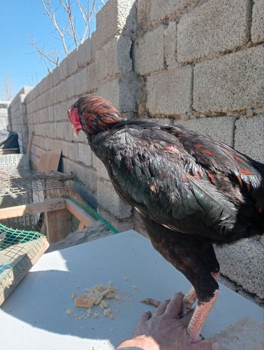 Zoti toza xali joʻja uyda boqilgan