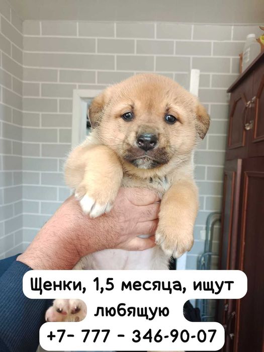 Даром отдам щенят даром