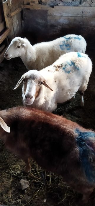 Саулық қой, тоқтылар сатылады.