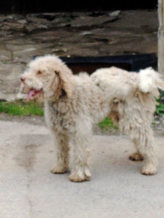 Обучено логото за трюфели