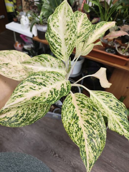 Сортовые аглаонемы