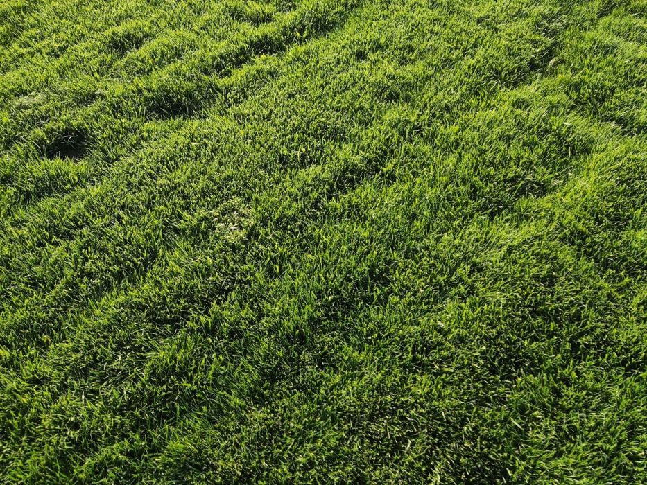 Tayyor rulonli gazon