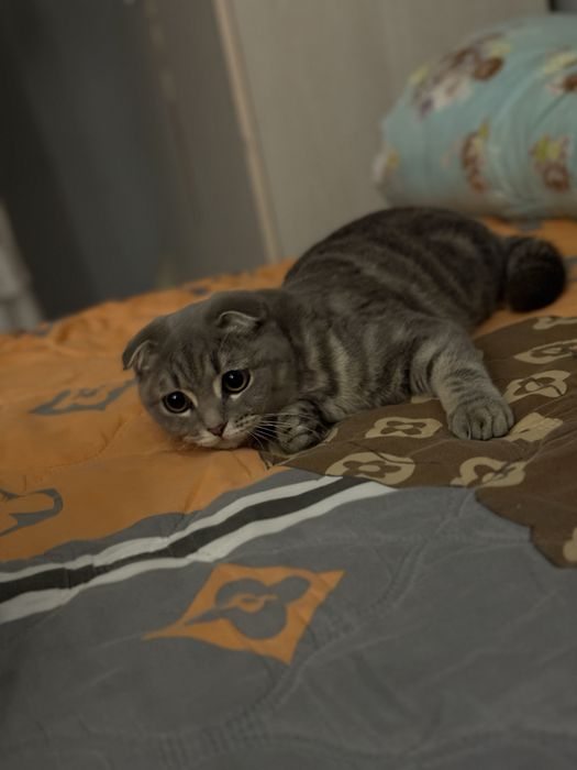 Отдам кота девочка 1,5год